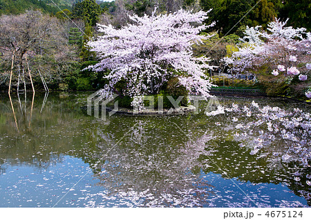 龍安寺の桜 4675124