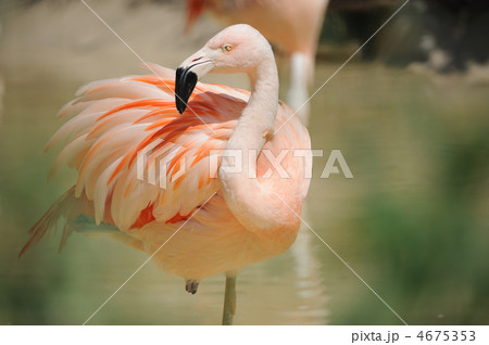 チリーフラミンゴ　天王寺動物園 4675353