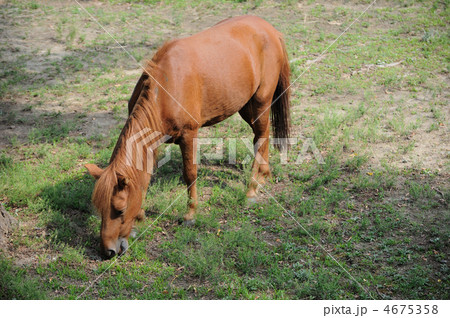 野間馬 天王寺動物園 野間馬 天王寺動物園 4675358