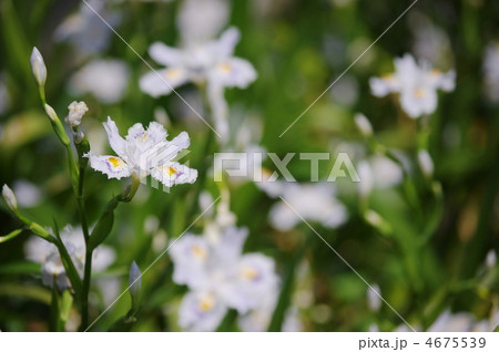 胡蝶花 4675539