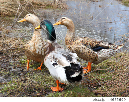 Three beautiful ducks on the lake 4675699