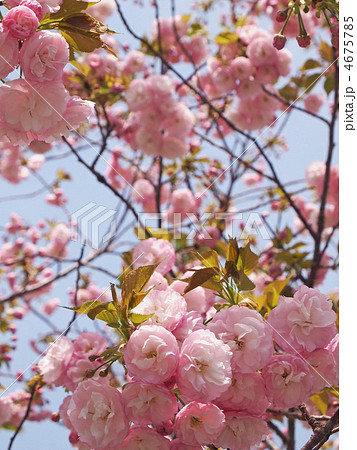 里桜（八重桜） 4675785