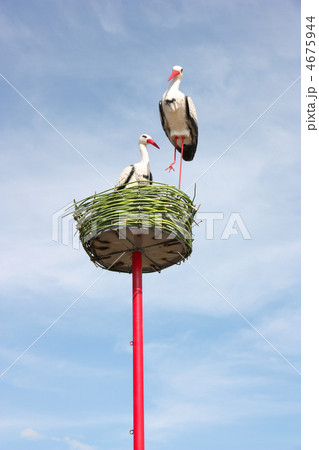 couple of white storks in nest couple of white storks in nest 4675944
