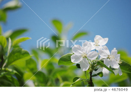 ヒメリンゴ ヒメリンゴ 4676049