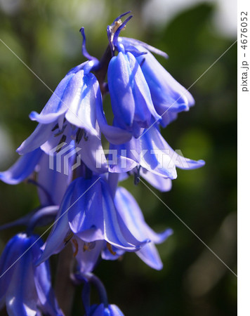 シラー・カンパニュラタ 4676052