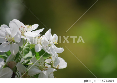 姫林檎 姫林檎 4676084