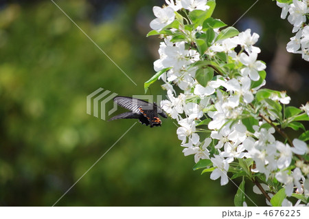 烏揚羽と姫林檎 4676225