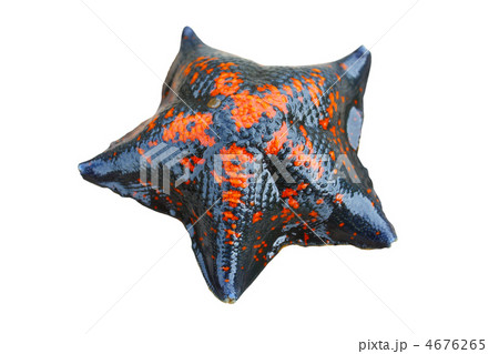 Starfish Starfish 4676265