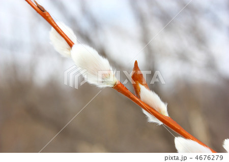 Pussy willow 4676279