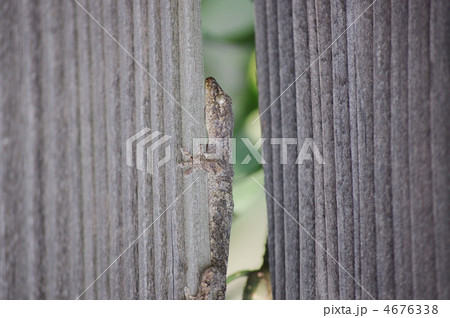 ニホンヤモリ 4676338