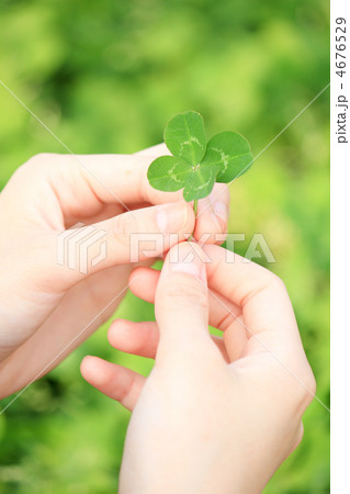 四つ葉のクローバー／植物／手に持つ 4676529