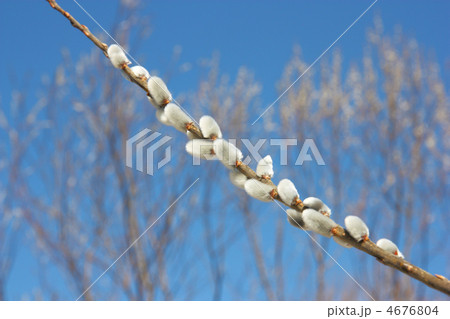 willow branch against the blue sky 4676804