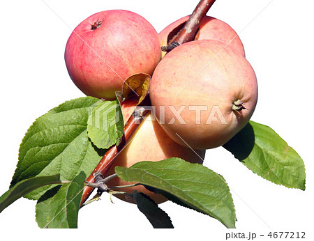 Apples on a branch 4677212