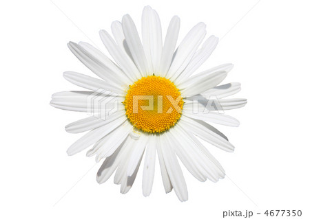 chamomile flower isolated 4677350