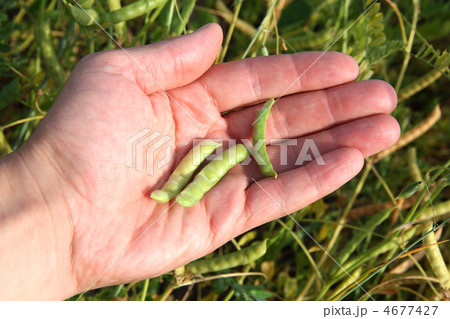 Human hands pouring soy beans after harvest Human hands pouring soy beans after harvest 4677427