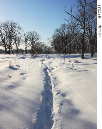Path through winter woods 4677588