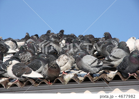 pigeon pigeon 4677982