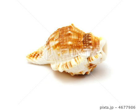 Sea shell with reflection on white background Sea shell with reflection on white background 4677986
