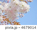 満開の優しい色の八重桜　普賢象 4679014