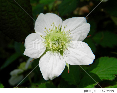 クサイチゴ(草苺) クサイチゴ(草苺) 4679449