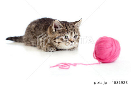 British kitten playing red clew or ball isolated 4681928