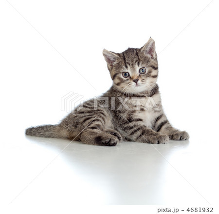 Lying pretty brittish tabby kitten 4681932