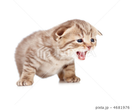 Scottish fold meowing kitten isolated on white 4681976
