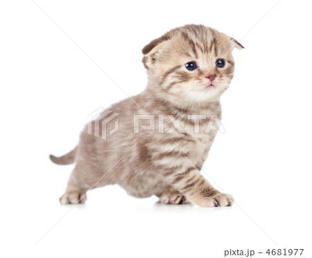 baby kitten 4681977