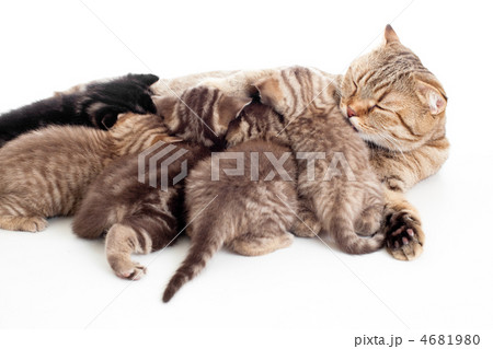 five kittens brood feeding by mother cat isolated 4681980