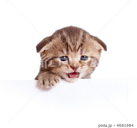 Scottish british baby kitten behind banner meowing isolated on w 4681984