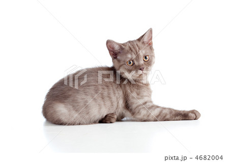 little kitten pure breed striped british isolated 4682004