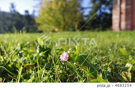 朝露と太陽を見るつぼみ 4683254