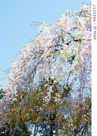 枝垂れ桜と青空 4683257