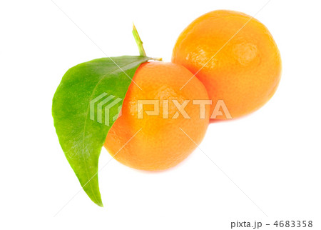 two mandarines isolation on white two mandarines isolation on white 4683358