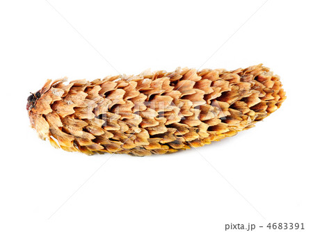 fir-cone on the white isolated background 4683391