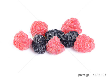 raspberries  and Mulberry in studio shot on white background . 4683803