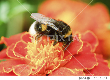 Bumblebee collection pollen on the orange flower 4683971