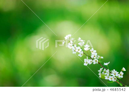 ユキヤナギ 4685542