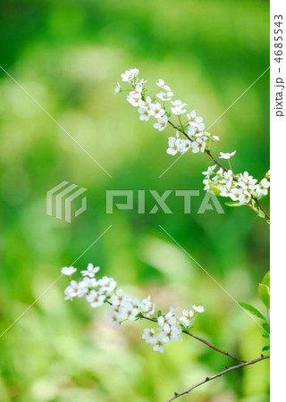 ユキヤナギ ユキヤナギ 4685543