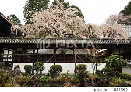 京都の名桜　十輪寺の業平桜 4685560