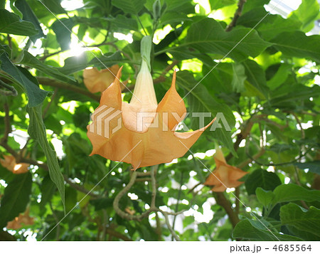 ダツラ ダツラ 4685564