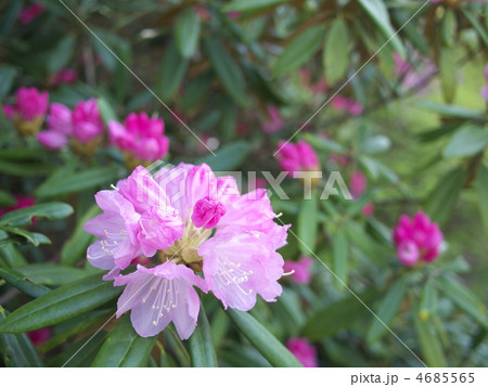 シャクナゲ シャクナゲ 4685565