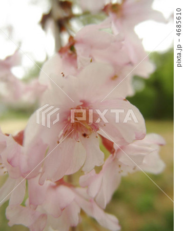 桜 八重紅枝垂 ヤエベニシダレ 花言葉 優美の写真素材