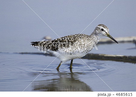 タカブシギ 4685615