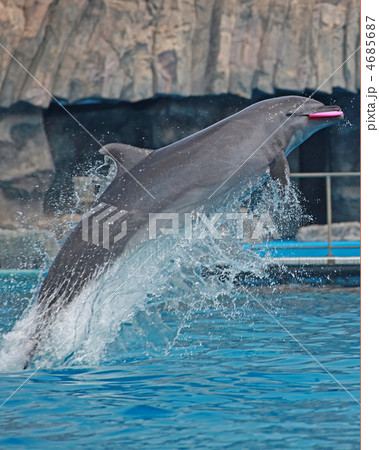 フリスビーキャッチ フリスビーキャッチ 4685687