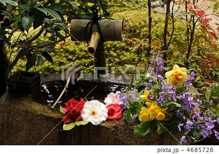 京都　正法寺のツクバイ 4685726