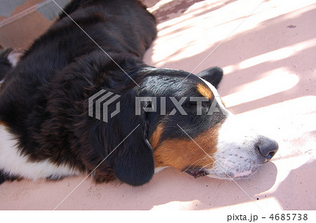 昼寝する犬 昼寝する犬 4685738