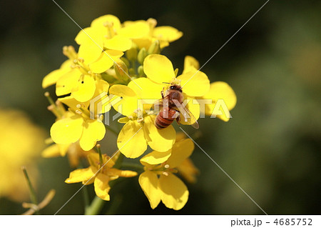 【蜜蜂と菜の花】 【蜜蜂と菜の花】 4685752