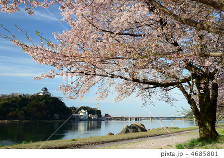 国宝 犬山城と桜 国宝 犬山城と桜 4685801