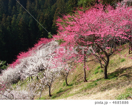 青梅 吉野梅郷 青梅 吉野梅郷 4685886